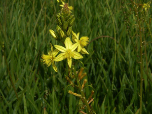 Vivers Càrex - Bulbine frutescens 